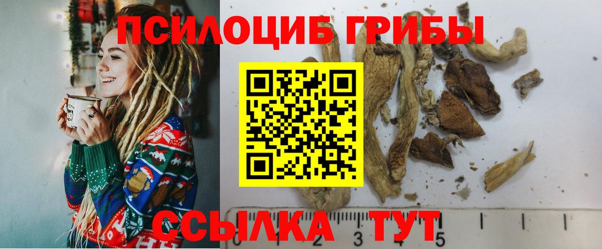 Псилоцибиновые грибы Cubensis Пыть-Ях